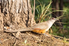 iWeb_Eidechsenkukuck_87A9611