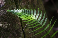 iWeb_Farn Torquino_87A0240