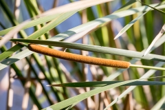 iWeb_Flora_87A9324