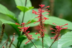 iWeb_Flora_Flussfahrt_87A9950