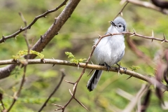 iWeb_Fly Catcher_08A4526