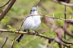 iWeb_Fly Catcher_08A4530