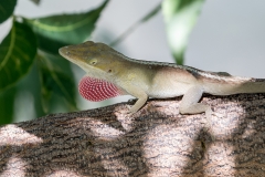 iWeb_Gekko_08A4522