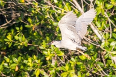 iWeb_Graureiher_87A9317