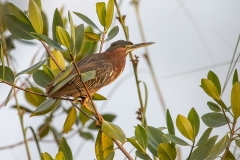 iWeb_Grünreiher_87A9305