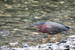 iWeb_Grünreiher_87A9973