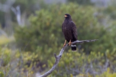 iWeb_Habicht_87A9679