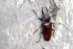 iWeb_KHirschkäfer_87A9913