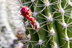 iWeb_Kakteenblüte_87A0194