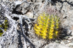 iWeb_Kaktus_87A0189