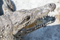 iWeb_Krokodil_87A9381