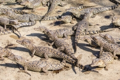 iWeb_Krokodile_87A9387