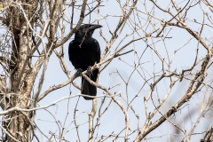 iWeb_Kubakrähe_87A0074