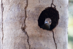 iWeb_Kubaspecht_87A9557