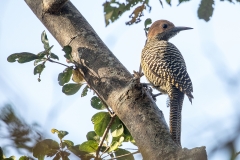 iWeb_Kubaspecht_87A9587