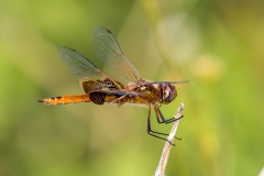 iWeb_Libelle_87A0387