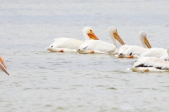 f91Web_Pelikane weiss_87A9671