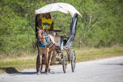 iWeb_Pferdewagen_87A0210