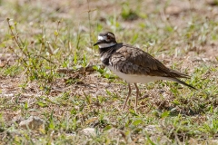 iWeb_Regenpfeifer_87A9399