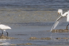 e961Web_Reiher Action_87A9876