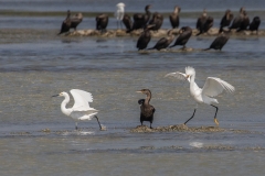 e95Web_Reiher Action_87A9879