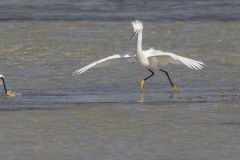 e96Web_Reiher Action_87A9882