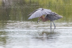 iWeb_Rötelreiher_87A9703