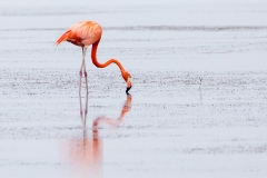 f4Web_Rosa Flamingo_87A9707