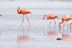 e97Web_Rosa Flamingos_87A9719