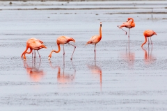 e98Web_Rosa Flamingos_87A9748