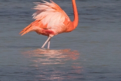 f1Web_Rosa Flamingos_87A9817