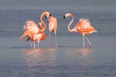 f2Web_Rosa Flamingos_87A9818