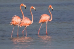 f3Web_Rosa Flamingos_87A9820