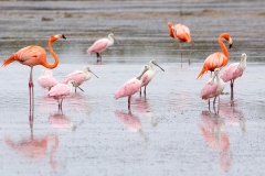 f6Web_Rosa Löffler u Flamingos_87A9710
