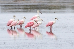 f8Web_Rosa Löffler_87A9704