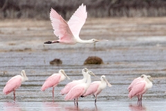 f91Web_Rosa Löffler_87A9730