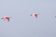 f92Web_Rosa Löffler_87A9743