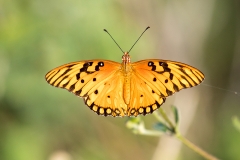 iWeb_Schmetterlinge_87A0378