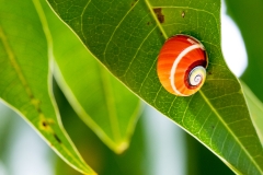 q3Web_Schnecken_87A0023