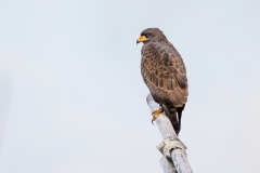 iWeb_Schwarzbussard_87A0324