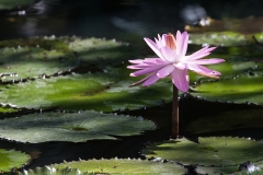 iWeb_Seerose_87A9460