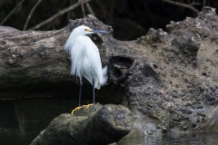 s4Web_Silberreiher_87A9947