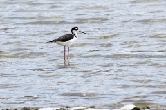 w6Web_Stelzenläufer_08A4542