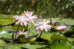 w6Web_Teichrosen_87A9455