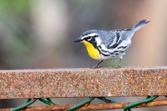 w92Web_Vögel_87A0333