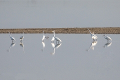 w94Web_Vögel_87A0368