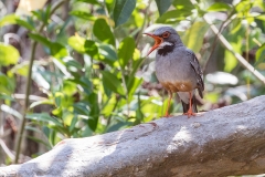 w96Web_Vögel_87A0478