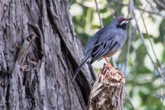 w95Web_Vögel_87A9481