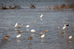 w93Web_Wasservögel_87A0761