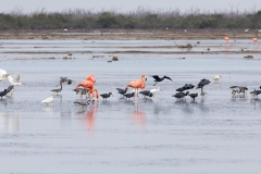 e5Web_div Vögel Salinen_87A9762